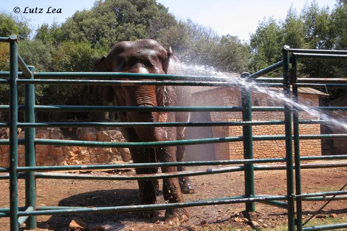 Elefant im Tierpark>Insel Brijuni