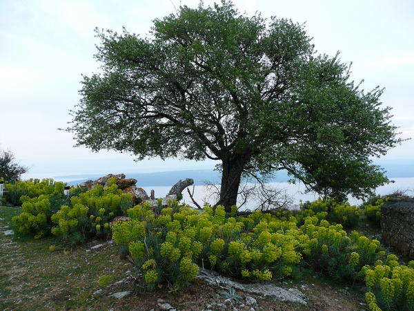 INSEL CRES > Baum im Frühling