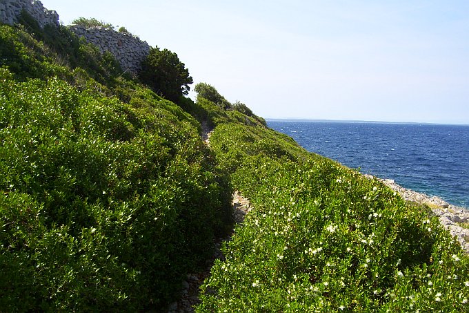 INSEL LOSINJ > Myrtenblüten Ende Juni