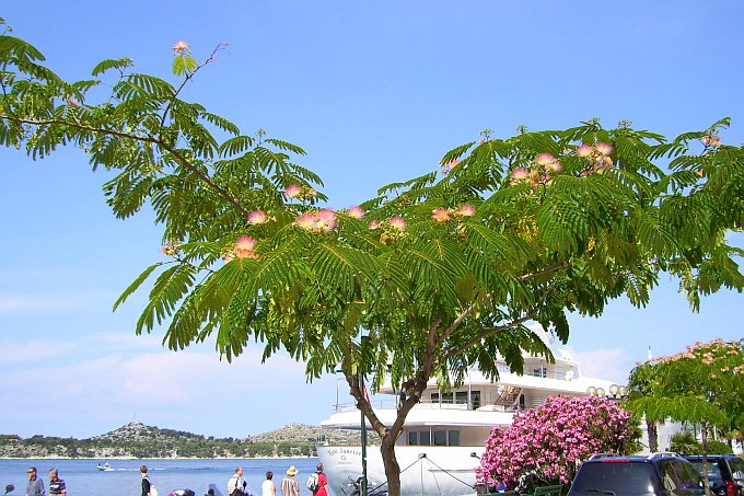 SIBENIK > Frühling auf der Hafenpromenade