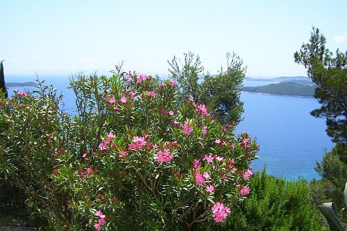 OREBIC > Straße zum Franziskanerkloster > Oleander