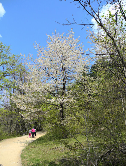 PLITVICKA JEZERA > Im Frühling