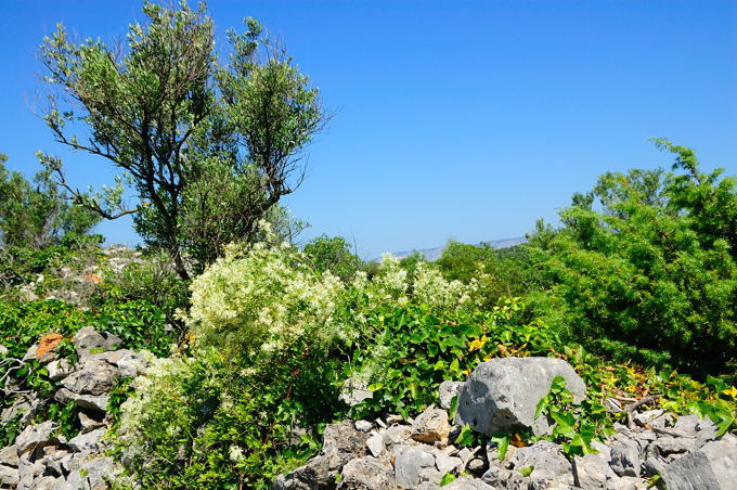 INSEL HVAR  Frühlingsdüfte