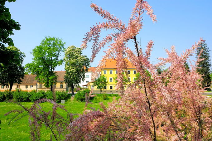 VARAŽDIN > Blütenpracht