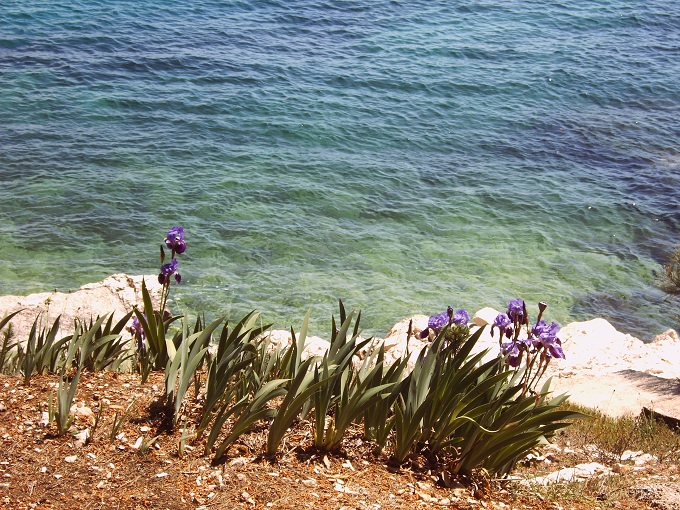 RABAC > Schwertlilie (Iris) - vom Winde verweht