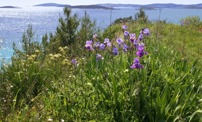 HALBINSEL PELJESAC > IRIS an der Küste  bei Orebic