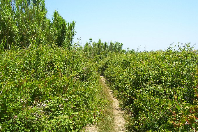 INSEL SUSAK > Wanderweg