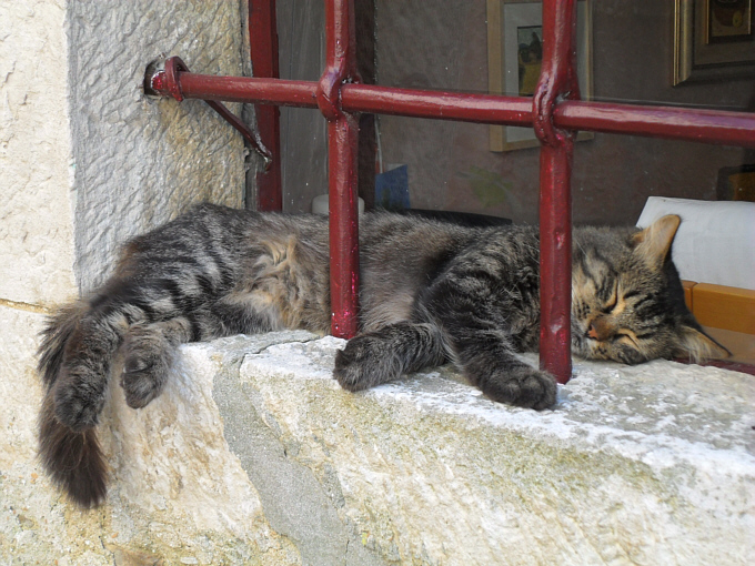 GROZNJAN > Müde Katze