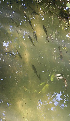 KRKA NATIONALPARK > Fische