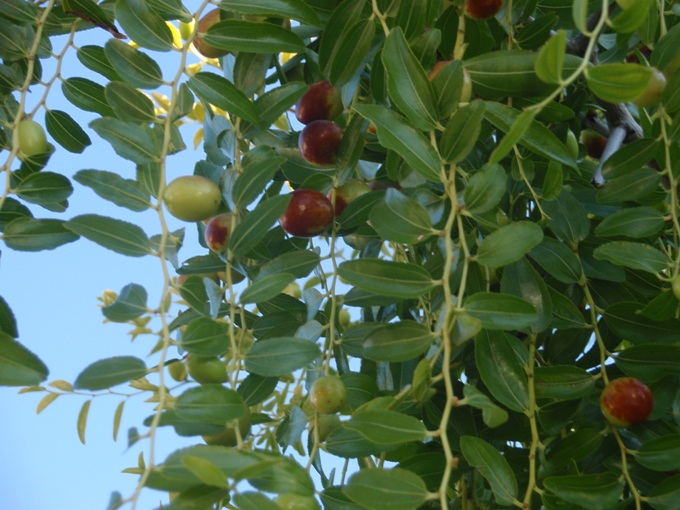 2012Skradin>Ort und Wasserfälle 9