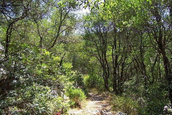 Wanderung zum Kap Kornu 14 > Wanderweg zur Bucht Mrtvaska