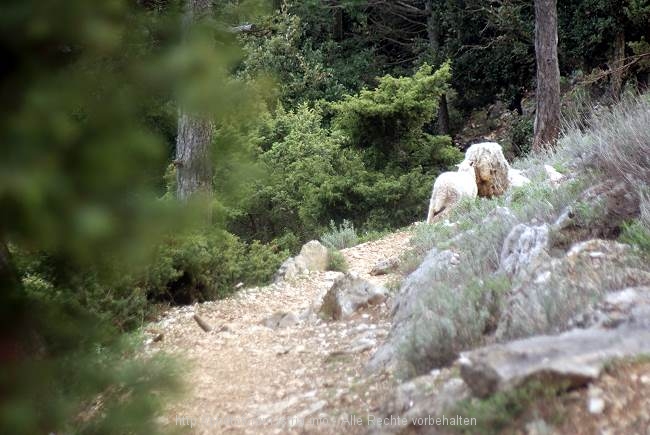 Aufstieg zum Televrin – Insel Losinj