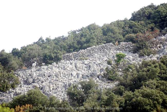 Aufstieg zum Televrin – Insel Losinj 5