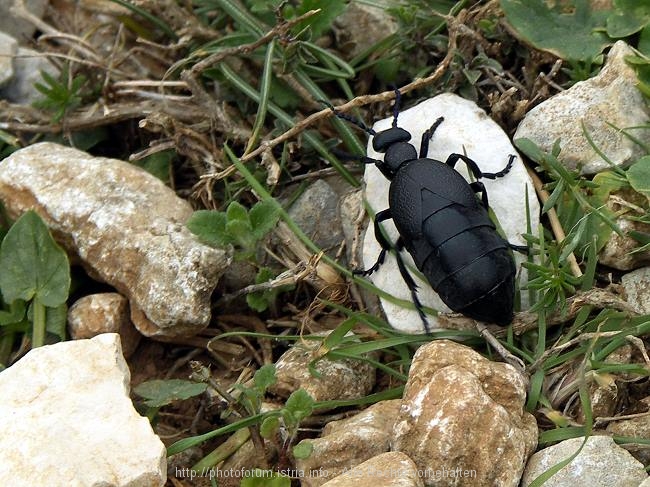 Aufstieg zum Televrin – Insel Losinj 7