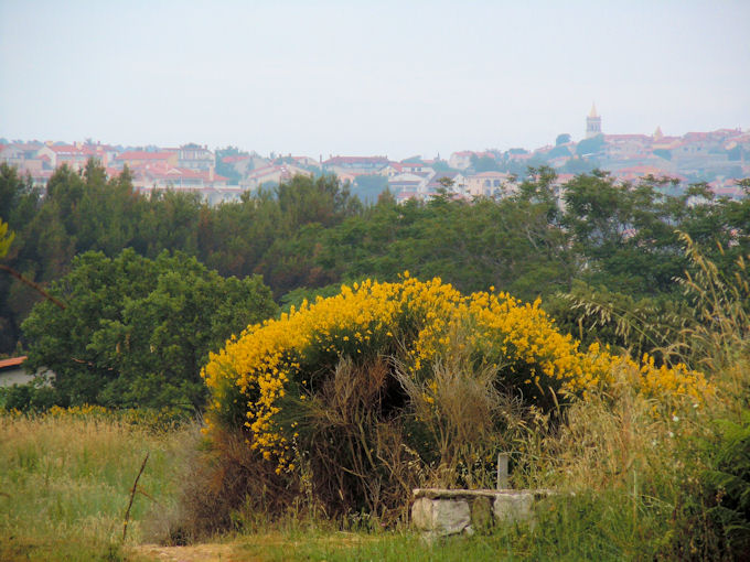 Istrien: LIZNJAN > Ruheplatz