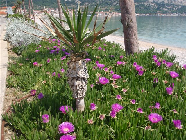 Kvarner: BASKA Insel KRK - Blumen an der Strandpromenade