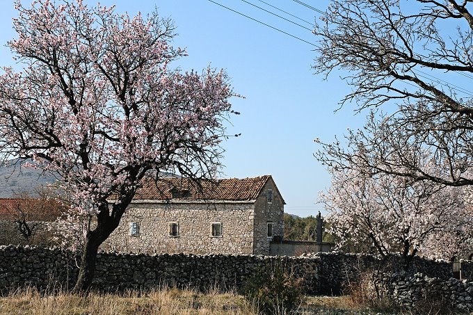 Dalmatien: SKOCIC > Frühling im Dorf