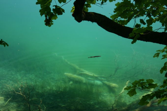 Velebit: NATIONALPARK PLITVICER SEEN > Fisch im klaren Wasser