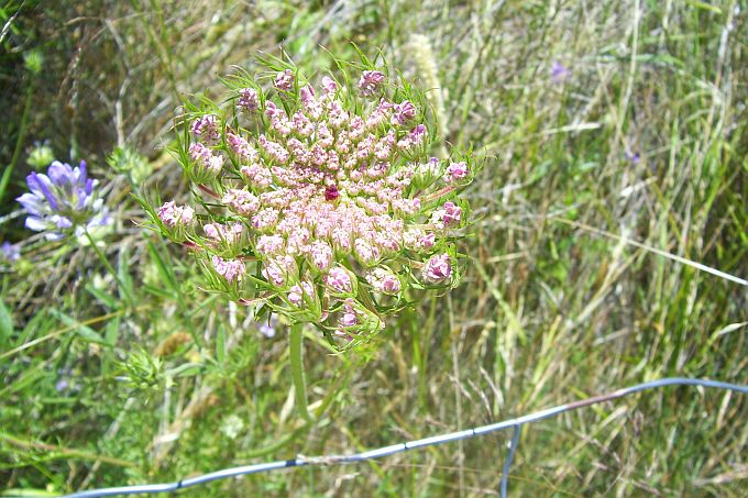 Dalmatien: BOL auf Brac > Frühsommerliche Flora