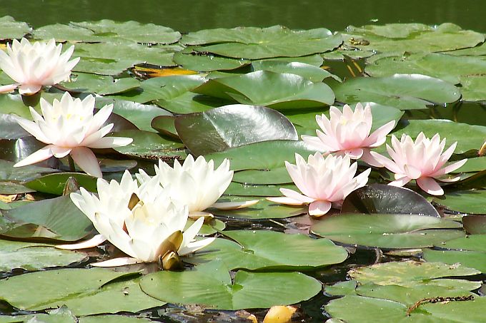 Landesinnere: ZAGREB > Botanischer Garten > Seerosen