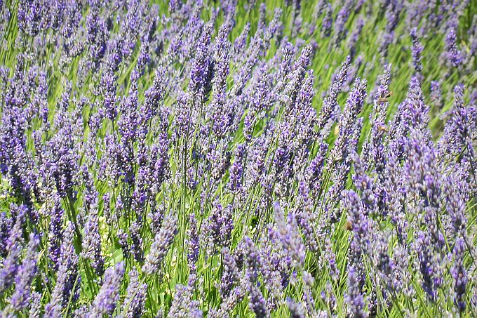 Dalmatien: INSEL HVAR > Lavendel