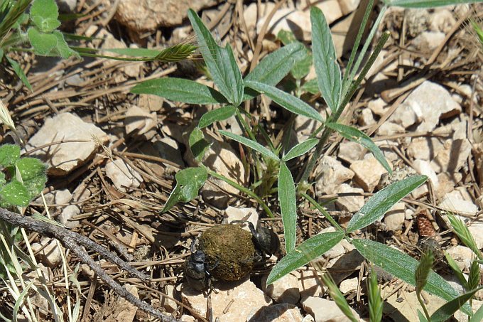 Dalmatien: INSEL BRAC > Mistkäfer bei der Arbeit