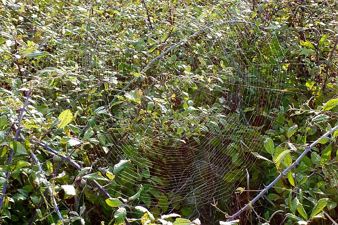 Dalmatien: BOZAVA auf Dugi Otok > Spinnennetz
