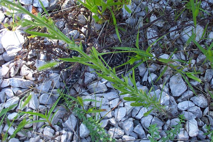 Dalmatien: BOZAVA auf Dugi Otok > Schlangenbabies