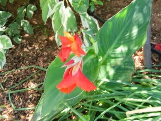 Flora: Rote Blume