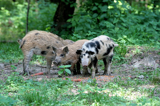 Landesinnere: LONJSKO POLJE > Ferkel in freier Natur