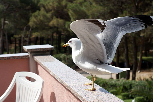 Kvarner: MALI LOSINJ > Frühstücksmöve