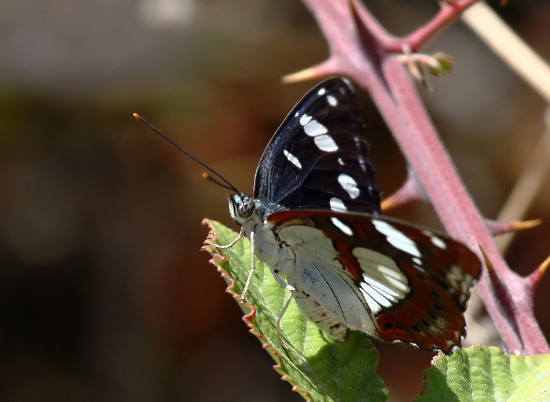 Dalmatien: Otok Zirje > Blauschwarzer Eisvogel