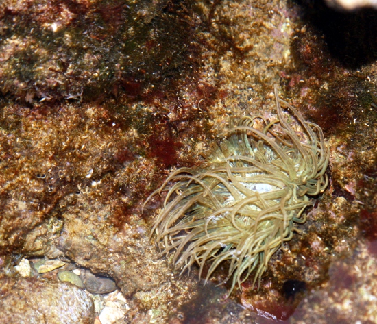 Istrien: Kap Kamenjak > Seeanemone im Januar