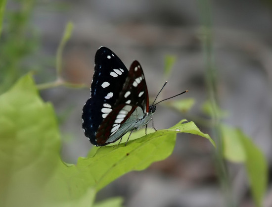 Kvarner Bucht: Sveti Juraj >Blauschwarzer Eisvogel