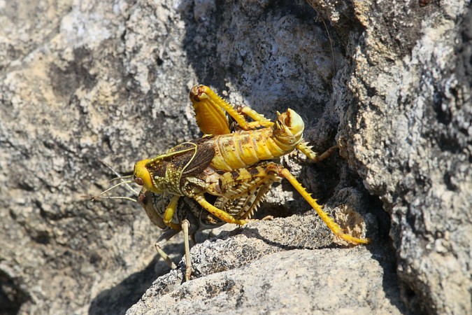 Dalmatien: NATURPARK VELEBIT > Zrmanja > Schrecken