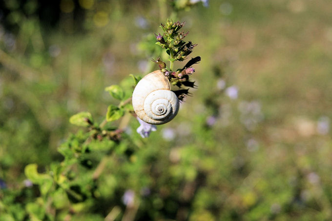 Istrien: PALUT > Schnecke auf Salbei