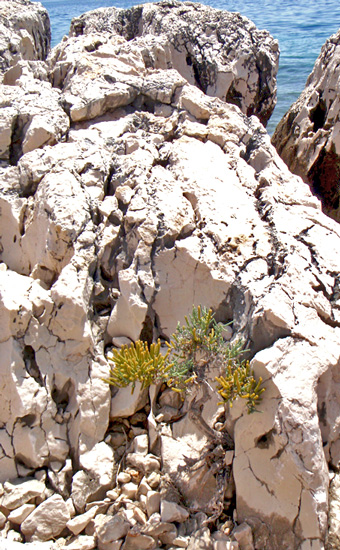 Dalmatien: Insel PASMAN > Zdrelac > kroatischer Bonsai