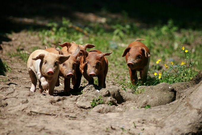 Landesinnere: LONJSKO POLJE > Neugierige Ferkel