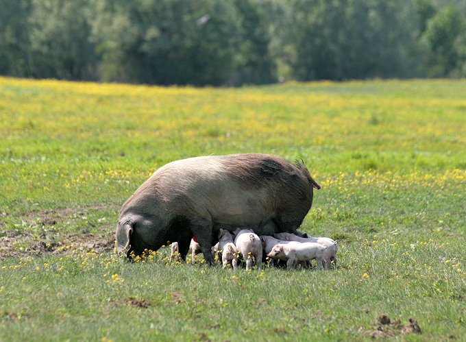 Landesinnere: LONJSKO POLJE > Familienglück