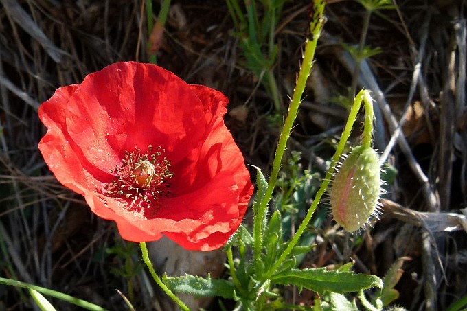 Istrien: MEDULIN > BURLE > Mohn