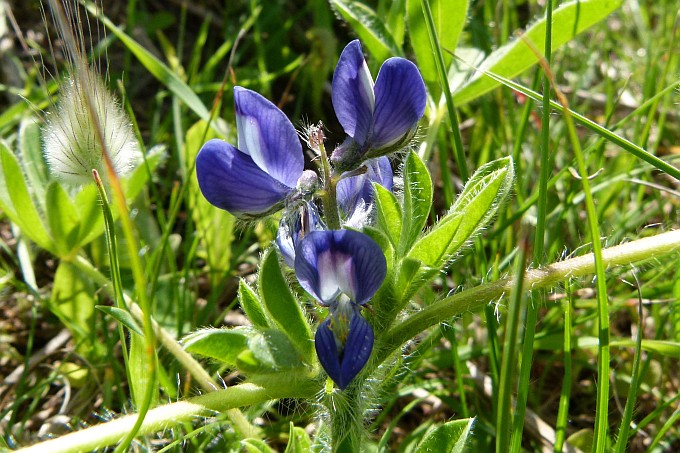 Istrien: KAMENJAK > blaue Blüte