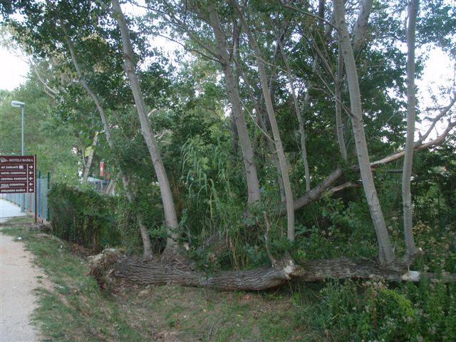 Kvarner: BASKA auf Krk > Umgefallener Baum