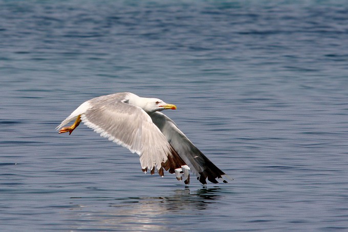 Kvarner: Otok Pag > Silbermöwe