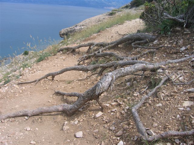 Kvarner: BASKA auf KRK > Wurzeln am Wegrand