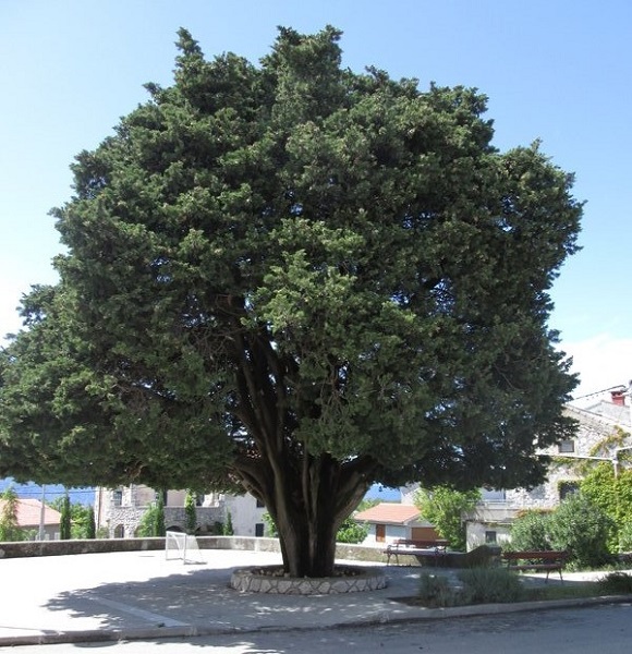 Linardici - schöner Baum