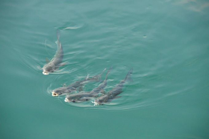 Kvarner: CRES auf Cres > Fische im Hafen von Cres