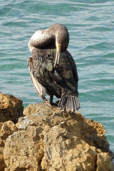 Kvarner: MALI LOSINJ > Kormoran