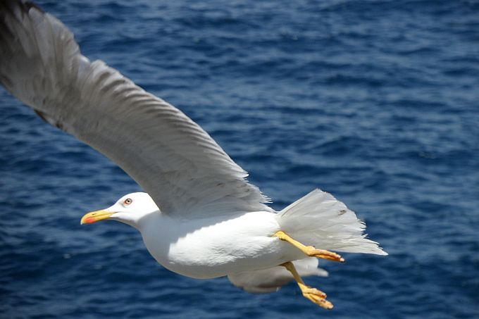 Kvarner: VELI LOSINJ > Möwe im Tiefflug über die Bucht