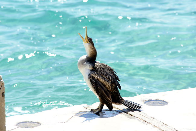 Kvarner: MALI LOSINJ > der Kormoran