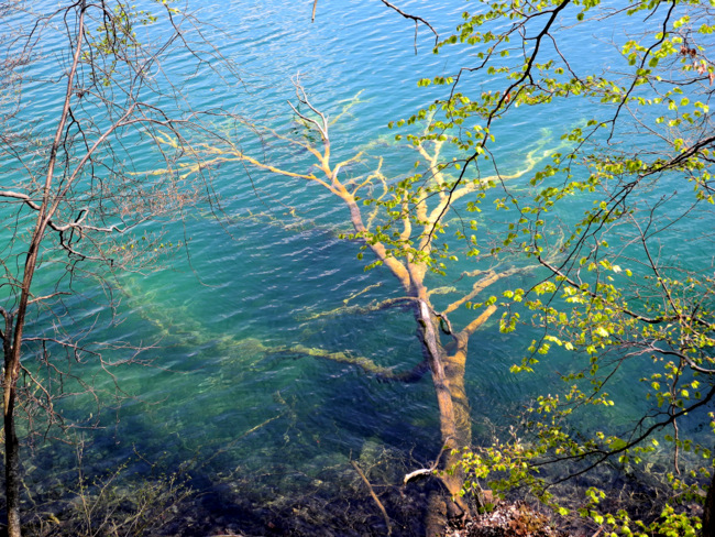 Kvarner/Velebit: NATIONALPARK PLITVICER SEEN > umgestürzter Baum